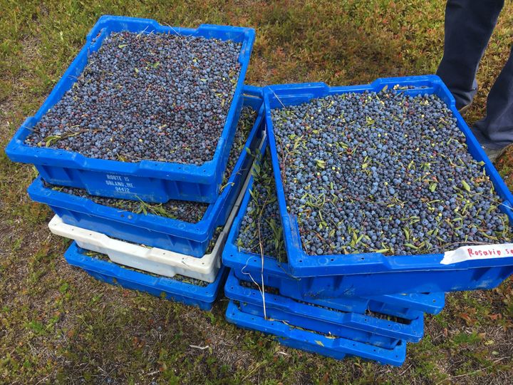 Blueberries that have been raked and stacked in boxes to load on a truck and freeze.