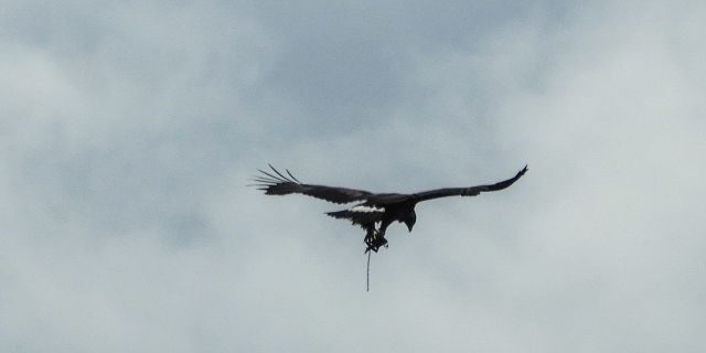 A golden eagle was recently spotted flying with a trap on its leg. (SWNS)