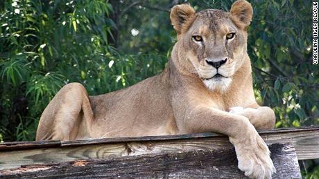 Heat proves deadly for a 17-year-old lion at a North Carolina animal park