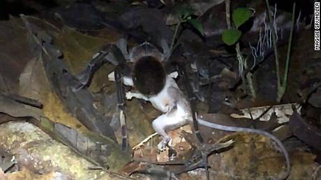 Scientists were excited to spot a huge spider eating an opossum, but you might have nightmares