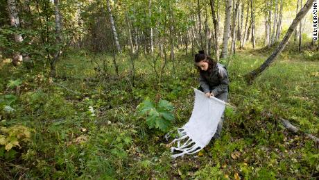 A member of health researcher Micah Hahn&#39;s team looks for ticks that may now survive in Alaska.