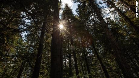 Towering trees in the Tongass National Forest may be 500 or 600 years old.