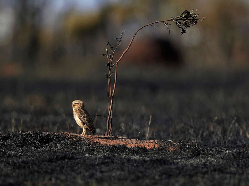 PHOTO: An owl stands in the savanna following a frie in Brazil, Sept. 17, 2019, during a hot, dry spell.