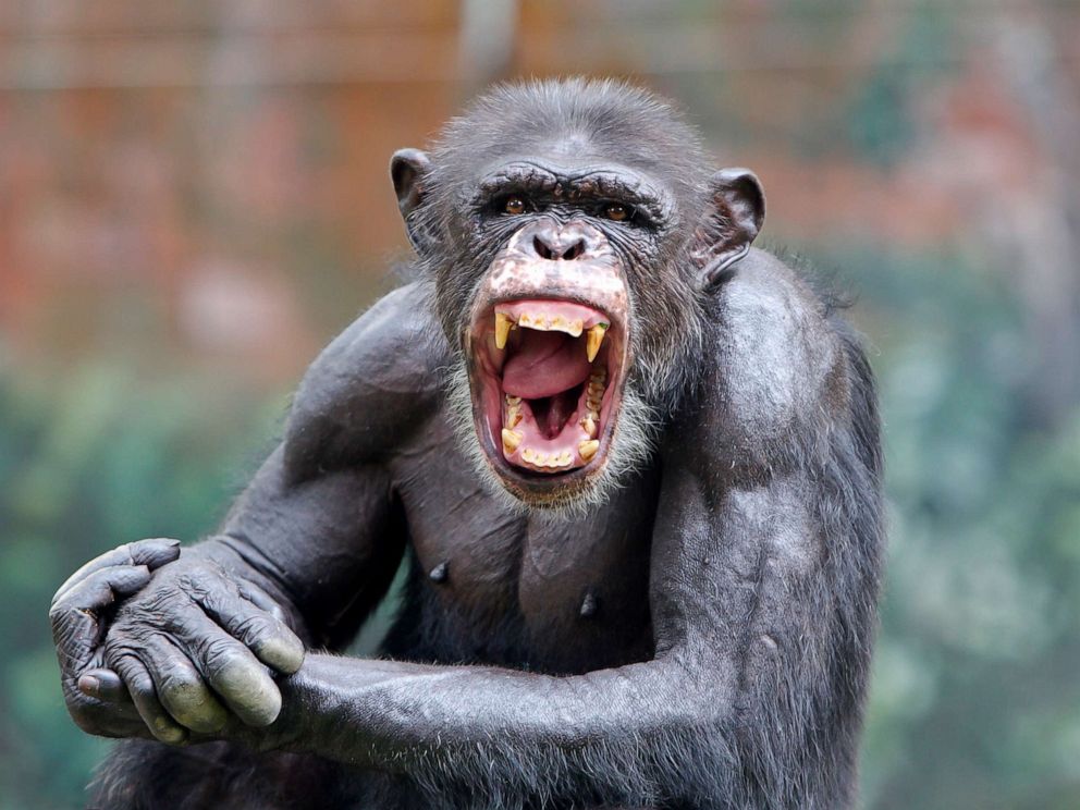 PHOTO: A chimpanzee smiles in this stock photo.