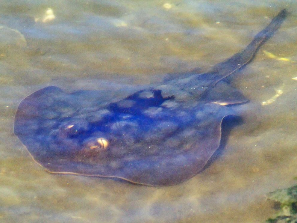 PHOTO: A round stingray sits in shallow water in the Bolsa Chica Ecological Reserve in Huntington Beach, Calif., Oct. 19, 2013.