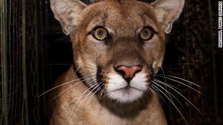 Mountain lion known for crossing 405 killed on the same Los Angeles freeway