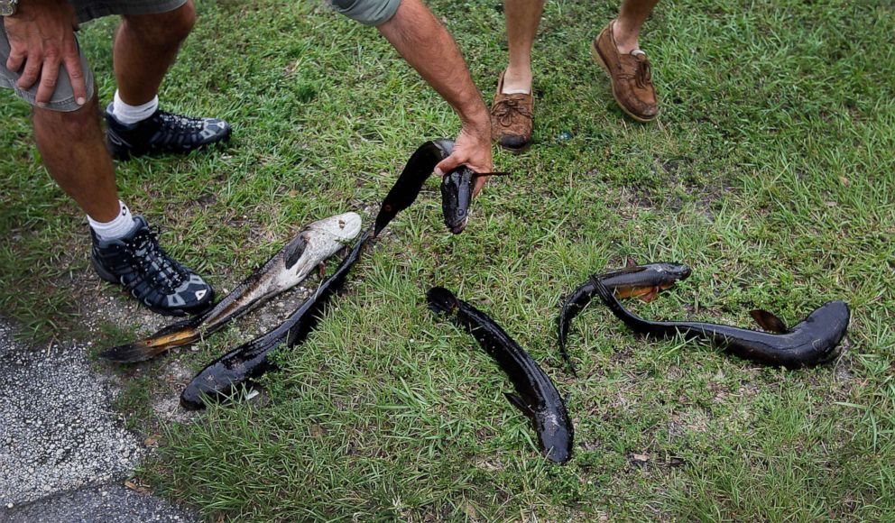 PHOTO: In this May 16, 2012, file photo, Dan Bieniek and Jason Calvert, display six snakehead fish they caught in a canal in Weston, Fla.