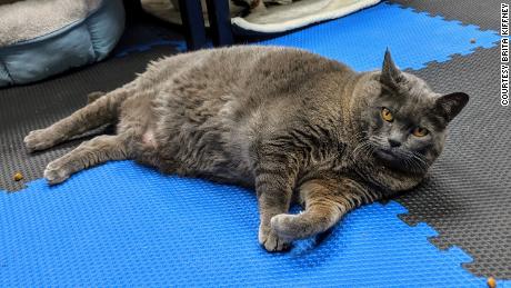 Northshore Veterinary Hospital hopes Cinderblock inspires other pet owners to keep their animals healthy.