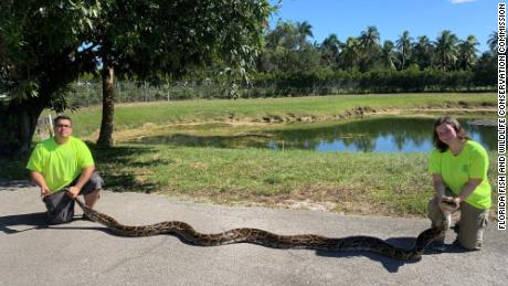 This huge 18&#39; 4&quot; invasive python is the largest ever captured by our Python Action Team! 