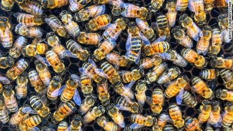 This startup is saving crops by making &#39;super bees&#39;