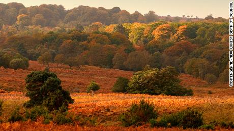 New Forest