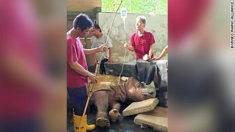 Malaysia&#39;s last male Sumatran rhino dies