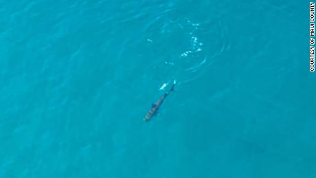 Officials spotted sharks from the air off of a Maui shoreline.