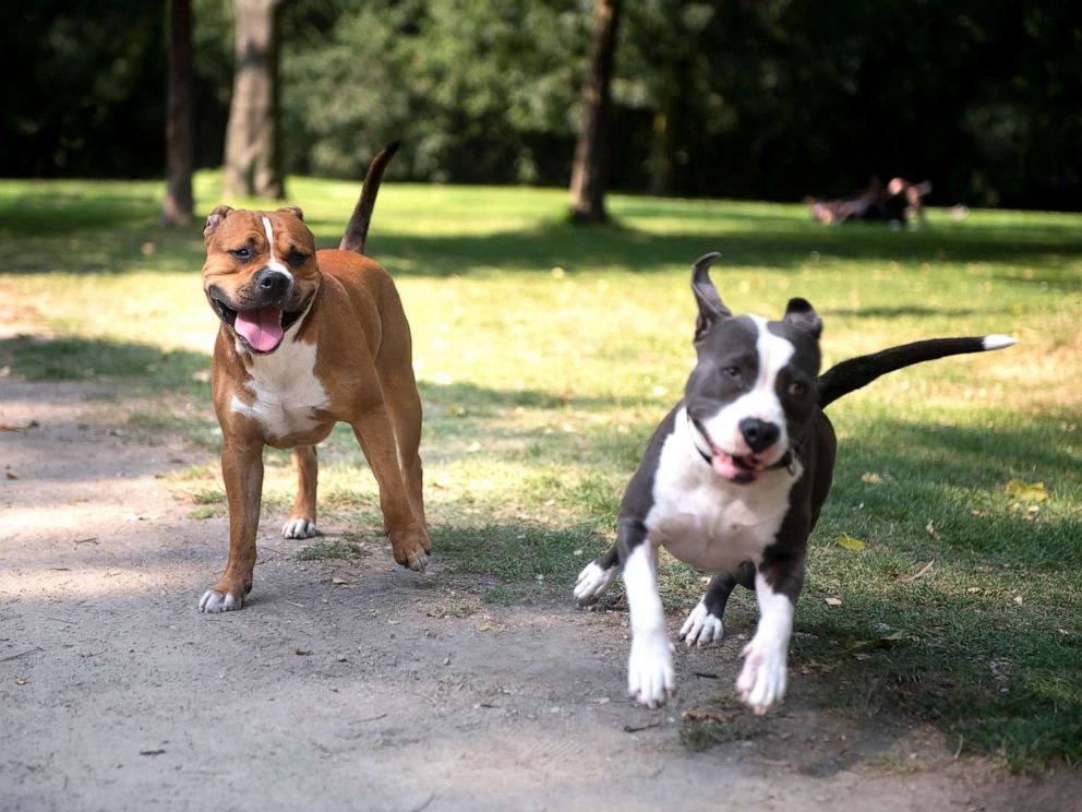 PHOTO:Two pit bulls play in an undated stock photo.