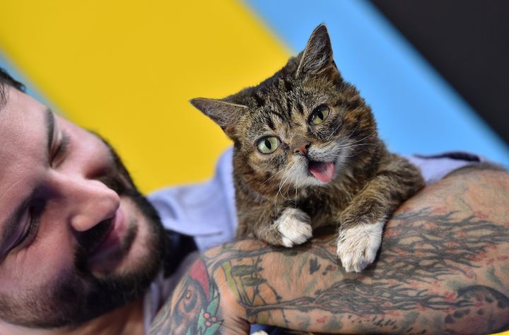 Lil Bub arrives at the premiere of EuropaCorp's "Nine Lives" at TCL Chinese Theatre on Aug. 1, 2016, in Hollywood, California