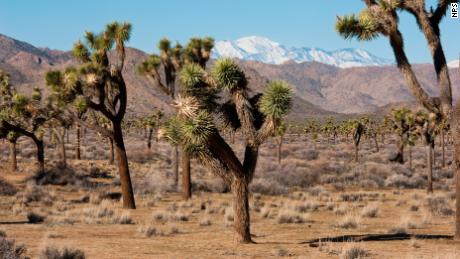 We may have a future without Joshua trees thanks to climate change, study says