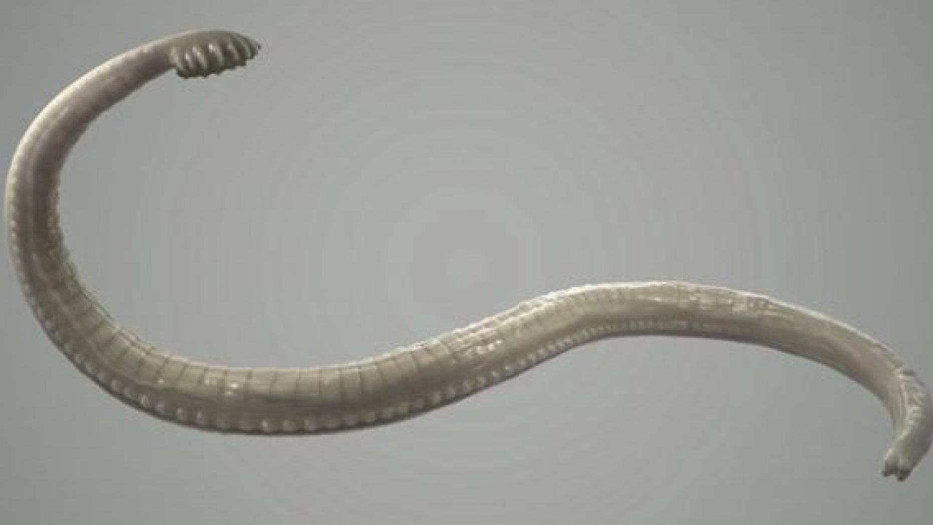 A tapeworm is a parasite that you can get if you eat the infected and undercooked meat of an animal.