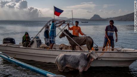 Animals are seen aboard a boat after being rescued from near Taal volcano&#39;s crater.