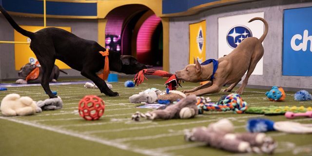 Puppies playing on the field for Puppy Bowl XVI.