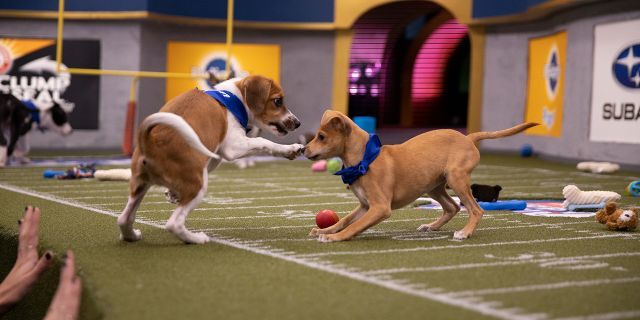 There will be a halftime show at Puppy Bowl XVI.