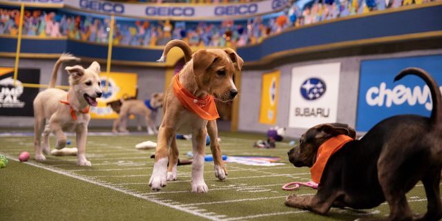 Puppies competing at the Puppy Bowl XVI.