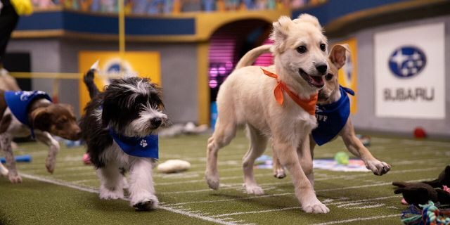 Dogs will compete at the Puppy Bowl XVI.