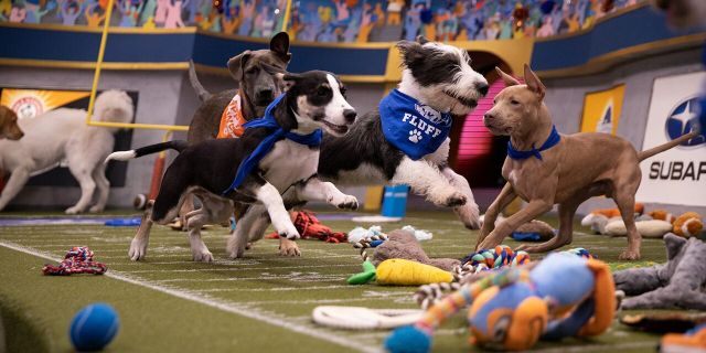 Puppies playing on the field for Puppy Bowl XVI.