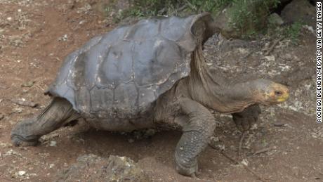 This playboy tortoise had so much sex he saved his entire species. Now he&#39;s going home