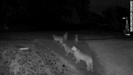 A home surveillance camera captured 5 mountain lions, typically solitary animals, hanging out together