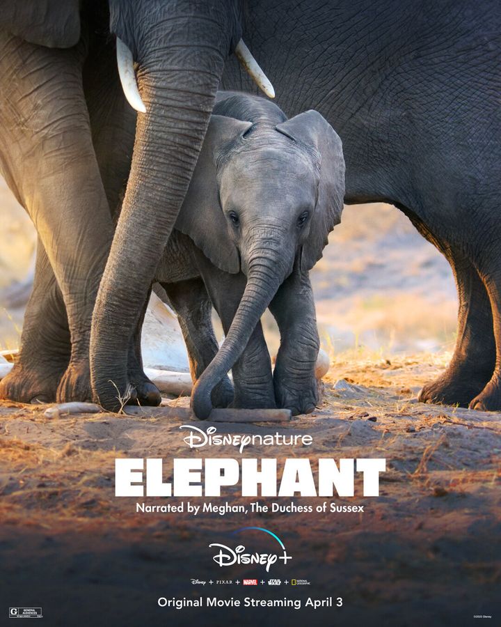 In "Elephant,"&nbsp;we meet a herd of elephants on their monthslong journey to find water.