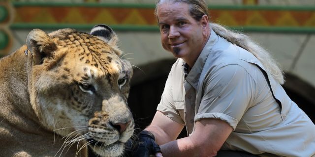 King Richard's Faire is set to open for the season. Dr. Bhagavan Antle brings animals from his preserve in Myrtle Beach, South Carolina. He is with Hercules the Liger. Hercules is 900 pounds and is in the Guinness Book of World Records as world's largest cat. (Photo by Jonathan Wiggs/The Boston Globe via Getty Images)