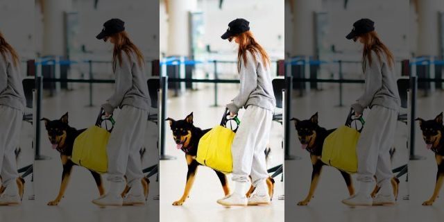 Emily Ratajkowski and Sebastian Bear-McClard jet off with their dog Columbo at JFK Airport in New York City. The 28-year-old bikini model arrived to the empty terminal wearing a baseball cap, face mask, grey sweatshirt, rubber gloves, grey joggers, and sneakers. (The Image Direct)