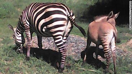 The zebra and her baby zonkey.