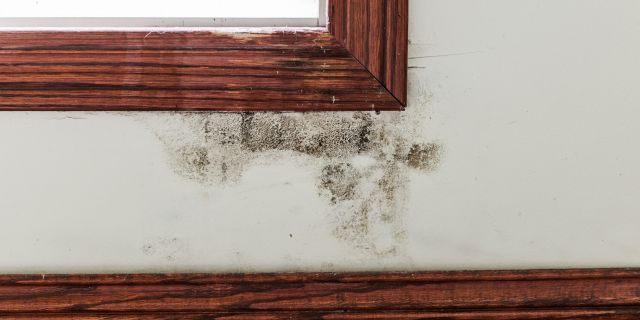 Black mold on a drywalled wall between a window and the baseboard trim.