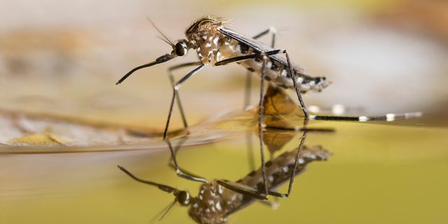 New York City is dealing with a record number of mosquitoes infected with the West Nile virus, according to the city's health department. 